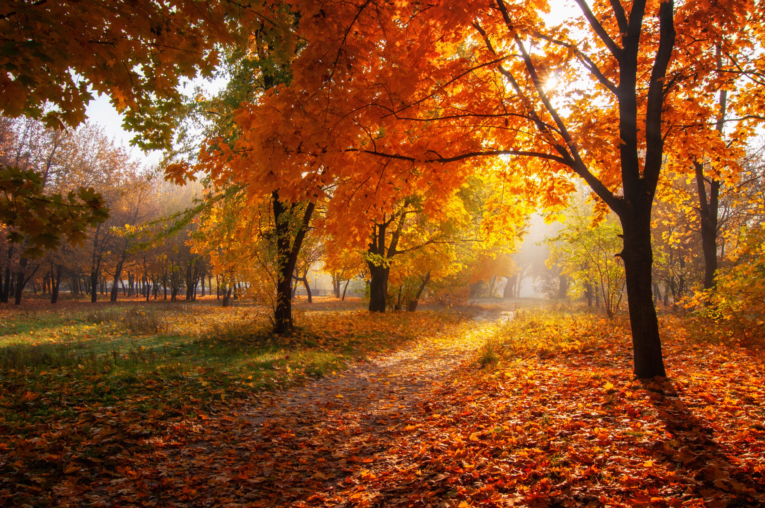 Sunlit walking path surrounded by colorful autumn foliage.